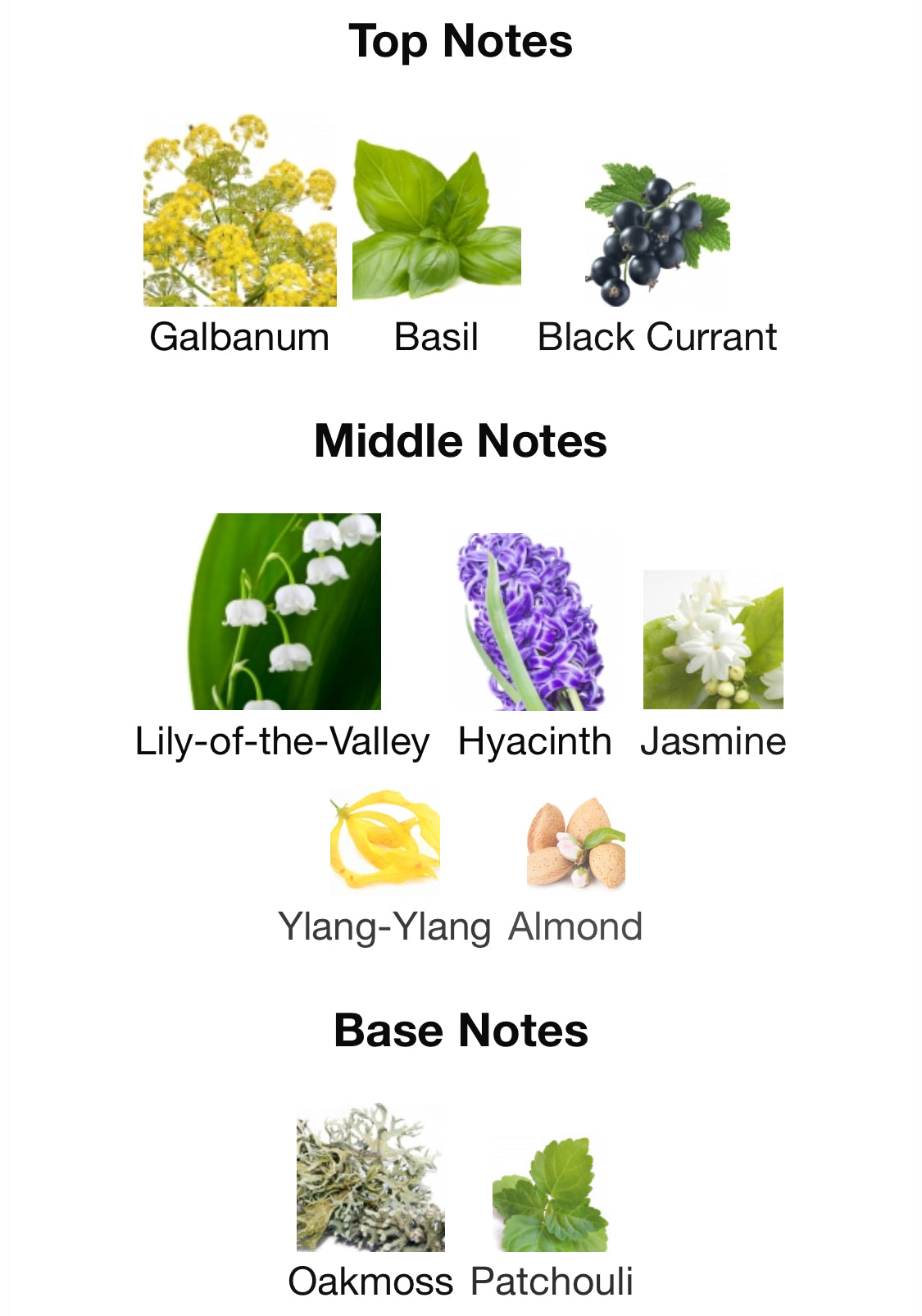 Frederic Malle - Synthetic Jungle